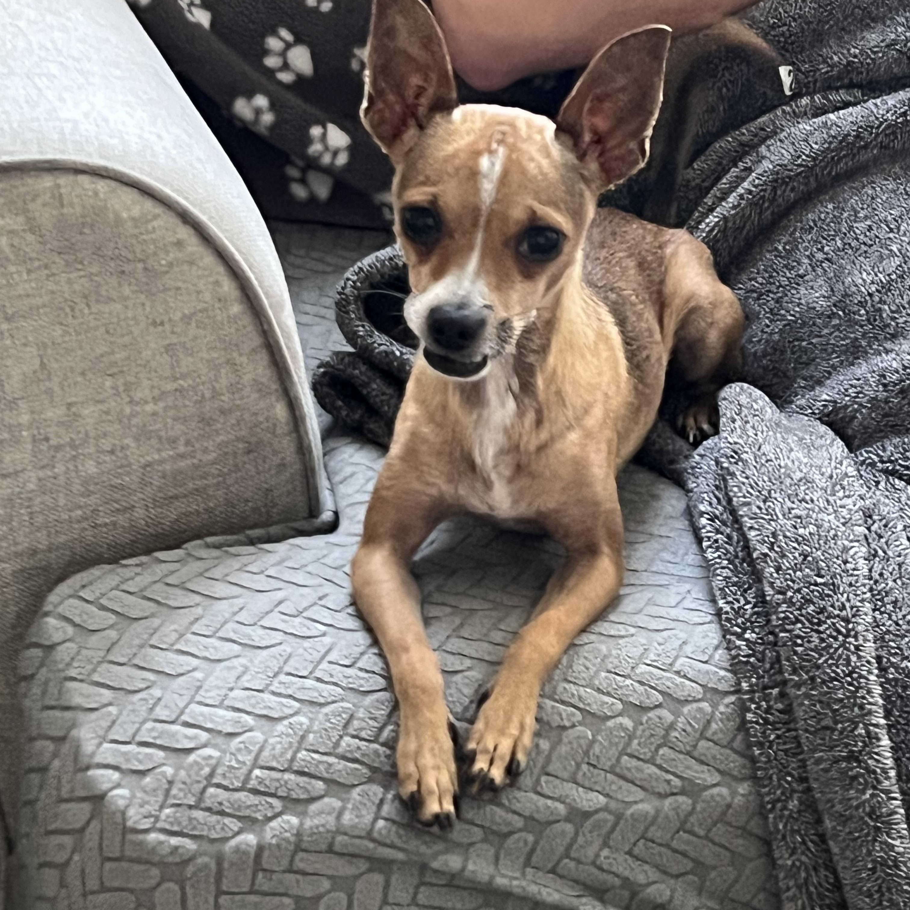 Finn, Adoptable, Young Male Chihuahua.