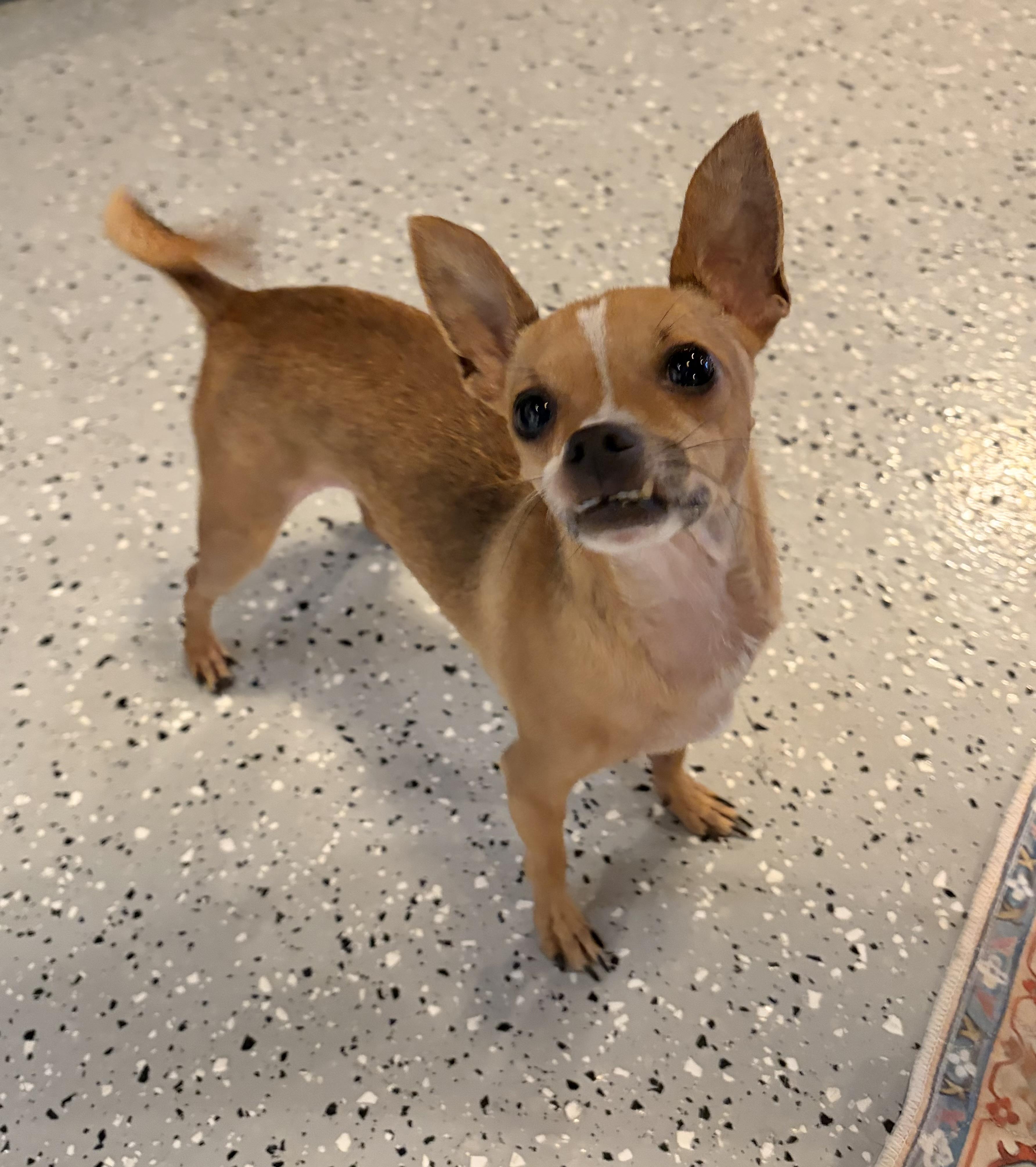 Finn, Adoptable, Young Male Chihuahua.