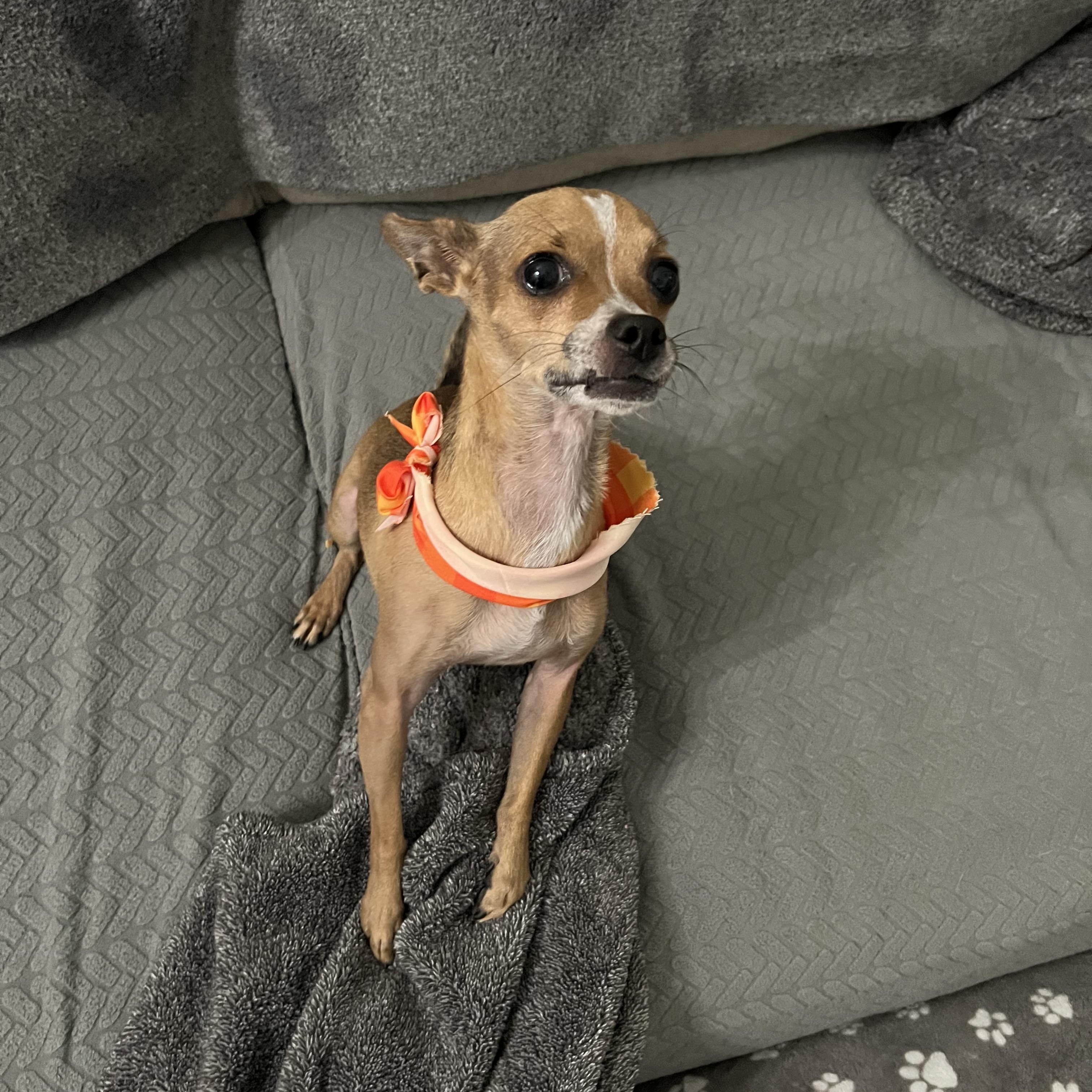Enlarge Finn, a Adoptable Chihuahua in Phoenix, AZ image 5/5