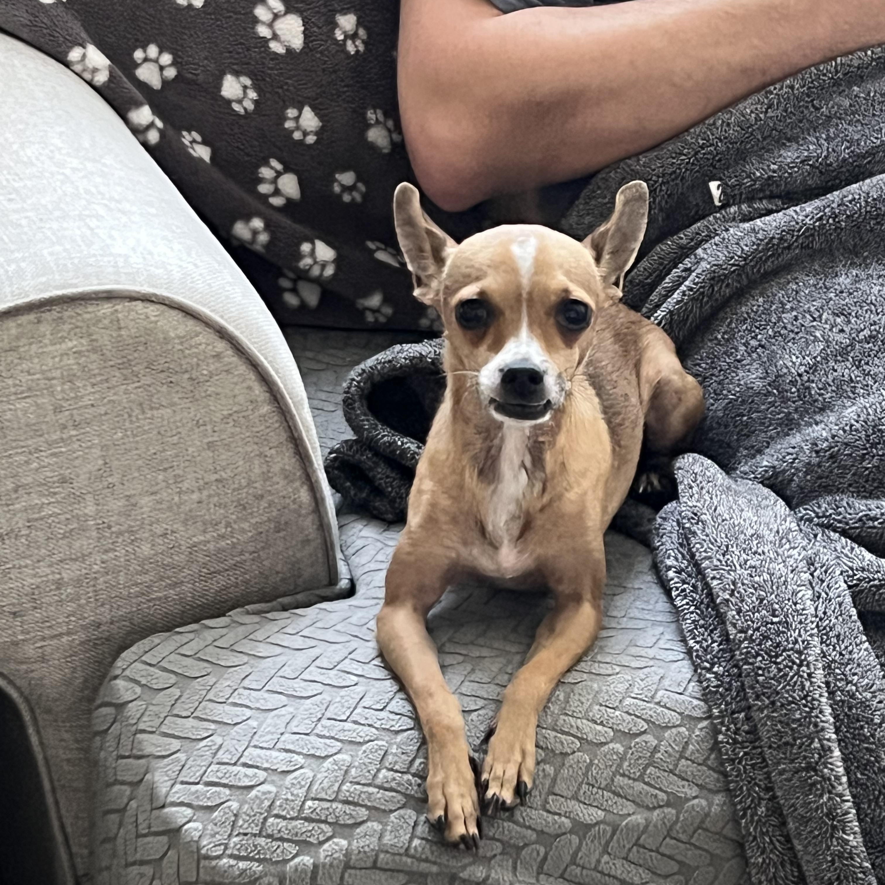 Enlarge Finn, a Adoptable Chihuahua in Phoenix, AZ image 3/5