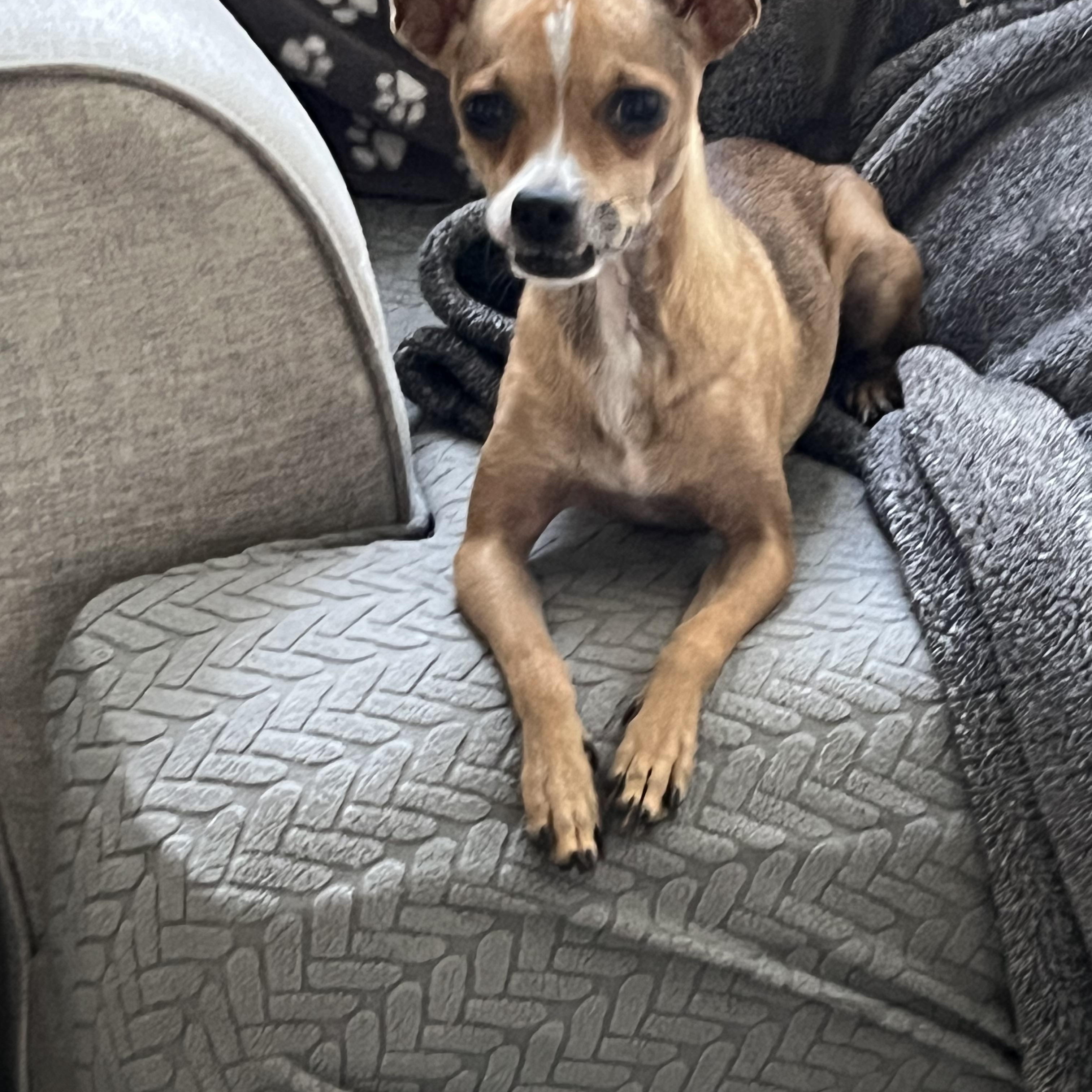 Enlarge Finn, a Adoptable Chihuahua in Phoenix, AZ image 3/4