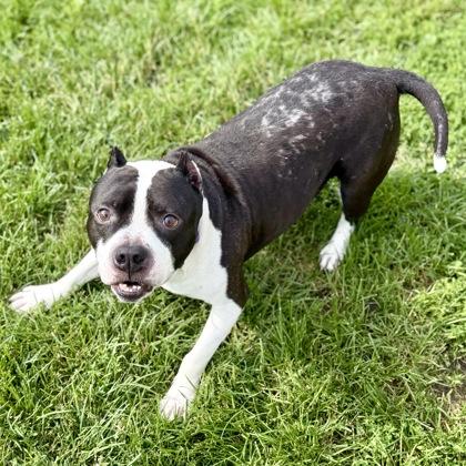 Zeus, a ADOPTABLE mixed breed in Dubuque, IA image 2/2