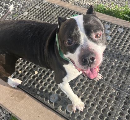 Zeus, ADOPTABLE, Adult Male Mixed Breed.
