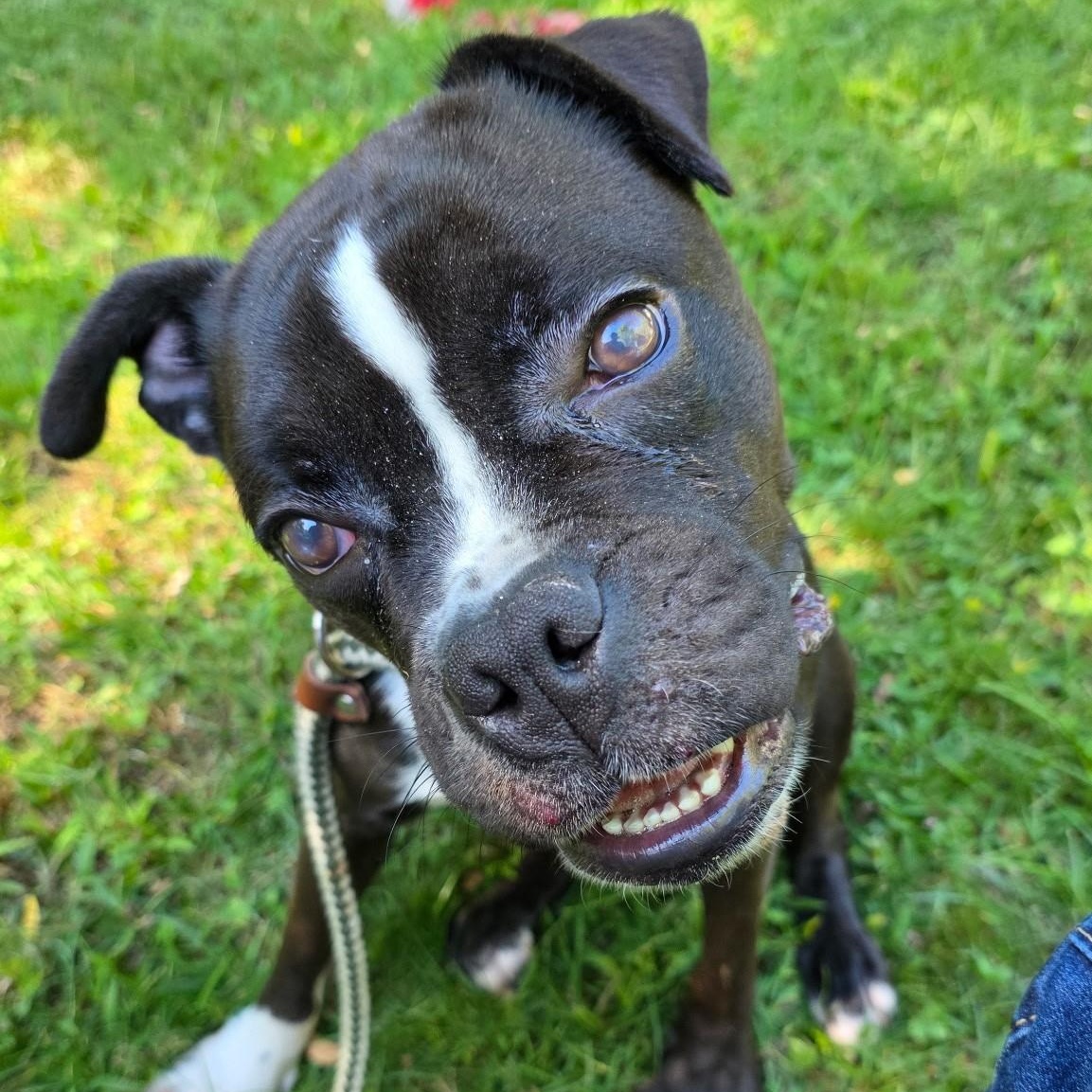 Hazel