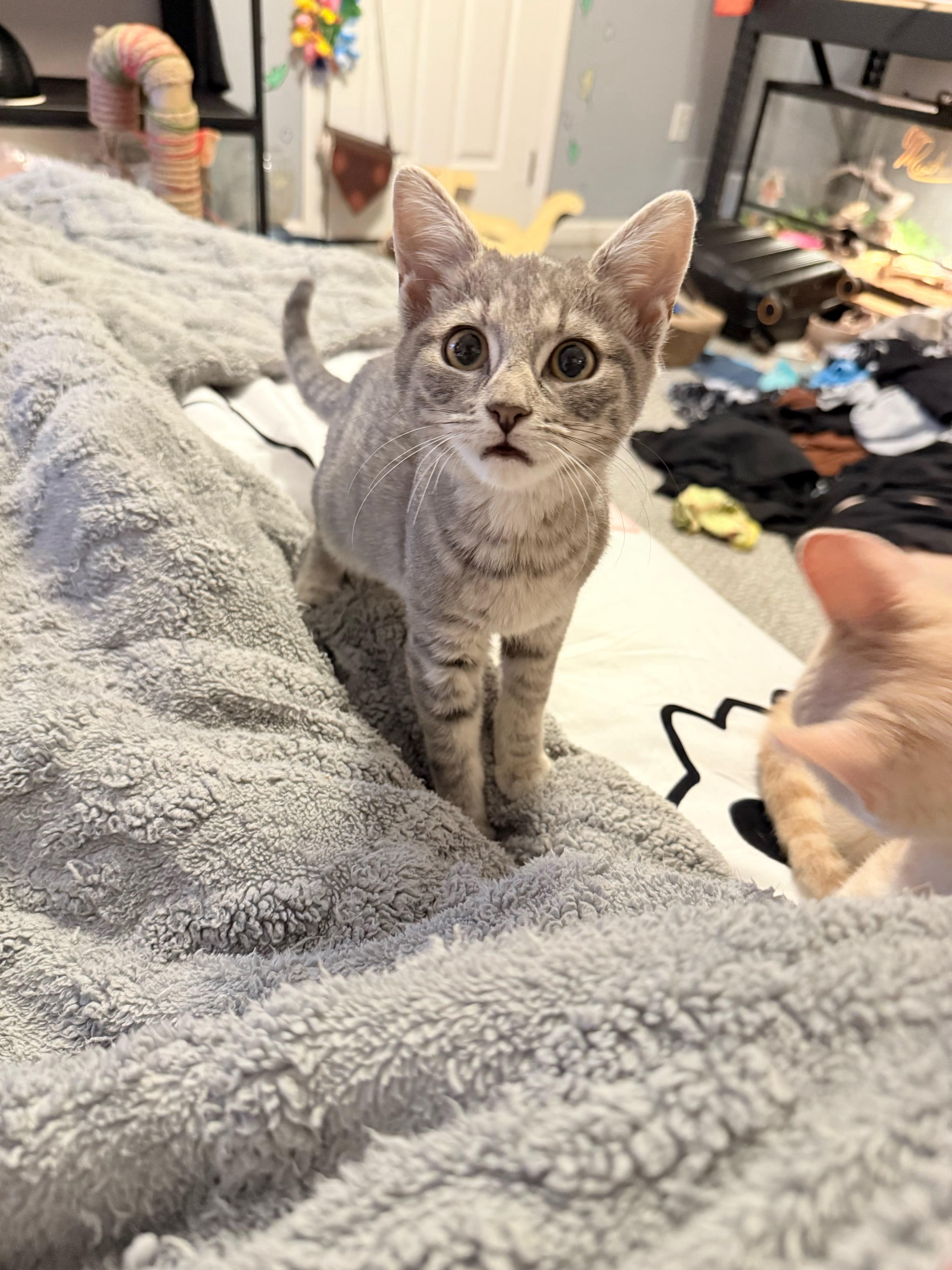 Enlarge Bowser and Peach, a Adoptable Domestic Short Hair in New Britain, CT image 3/5
