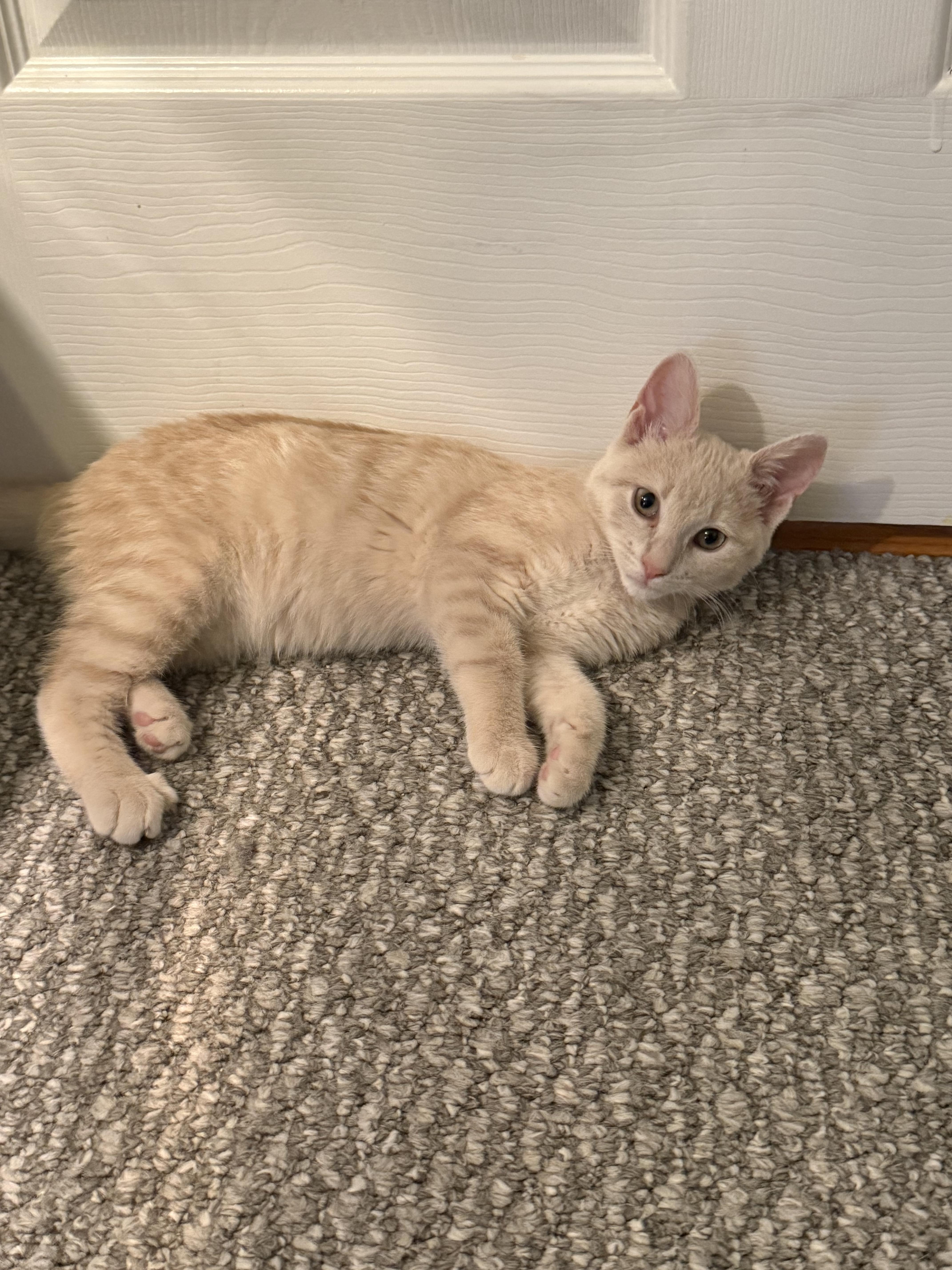 Enlarge Bowser and Peach, a Adoptable Domestic Short Hair in New Britain, CT image 5/5