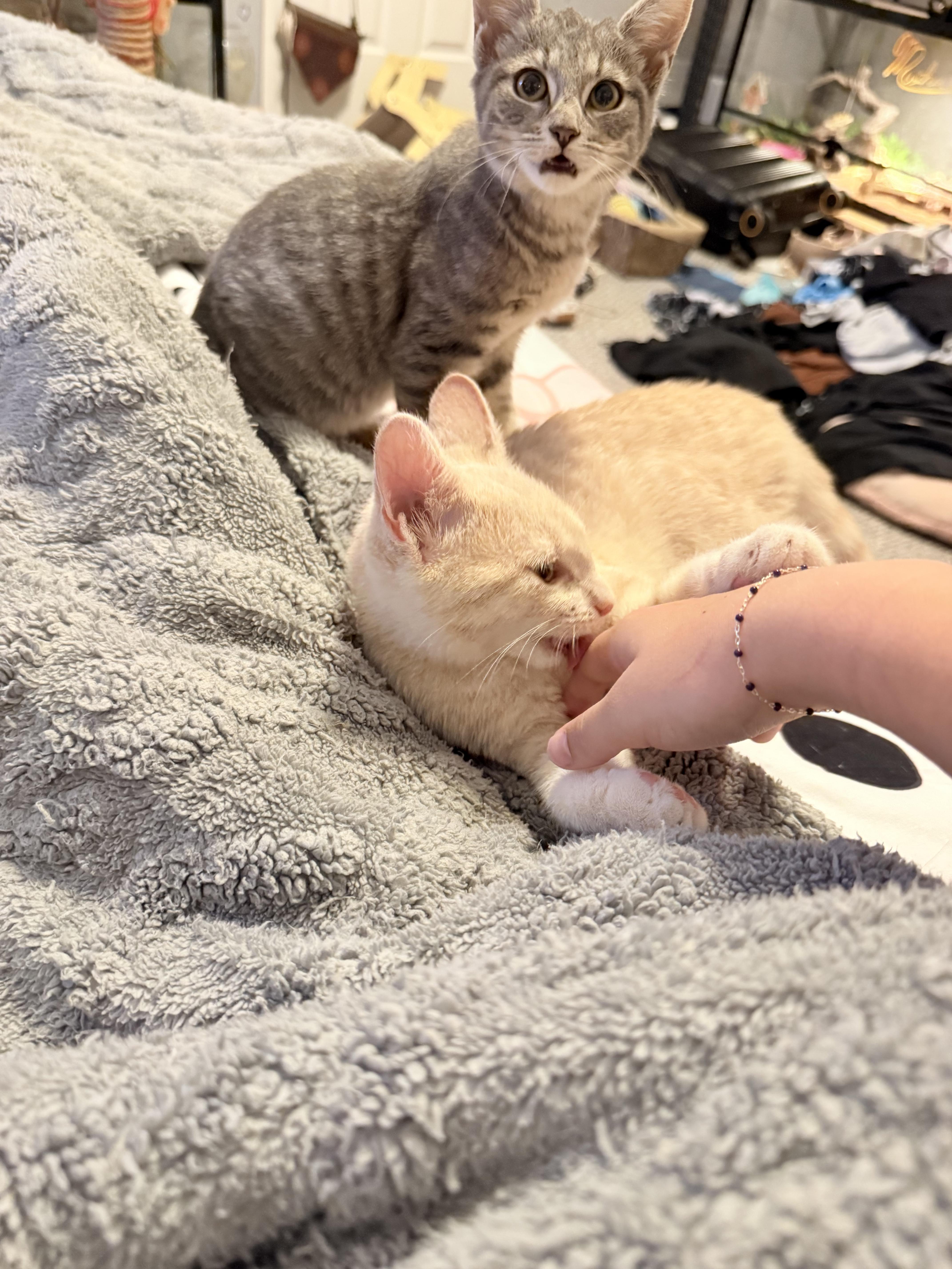 Bowser and Peach, Adoptable, Kitten Female Domestic Short Hair.