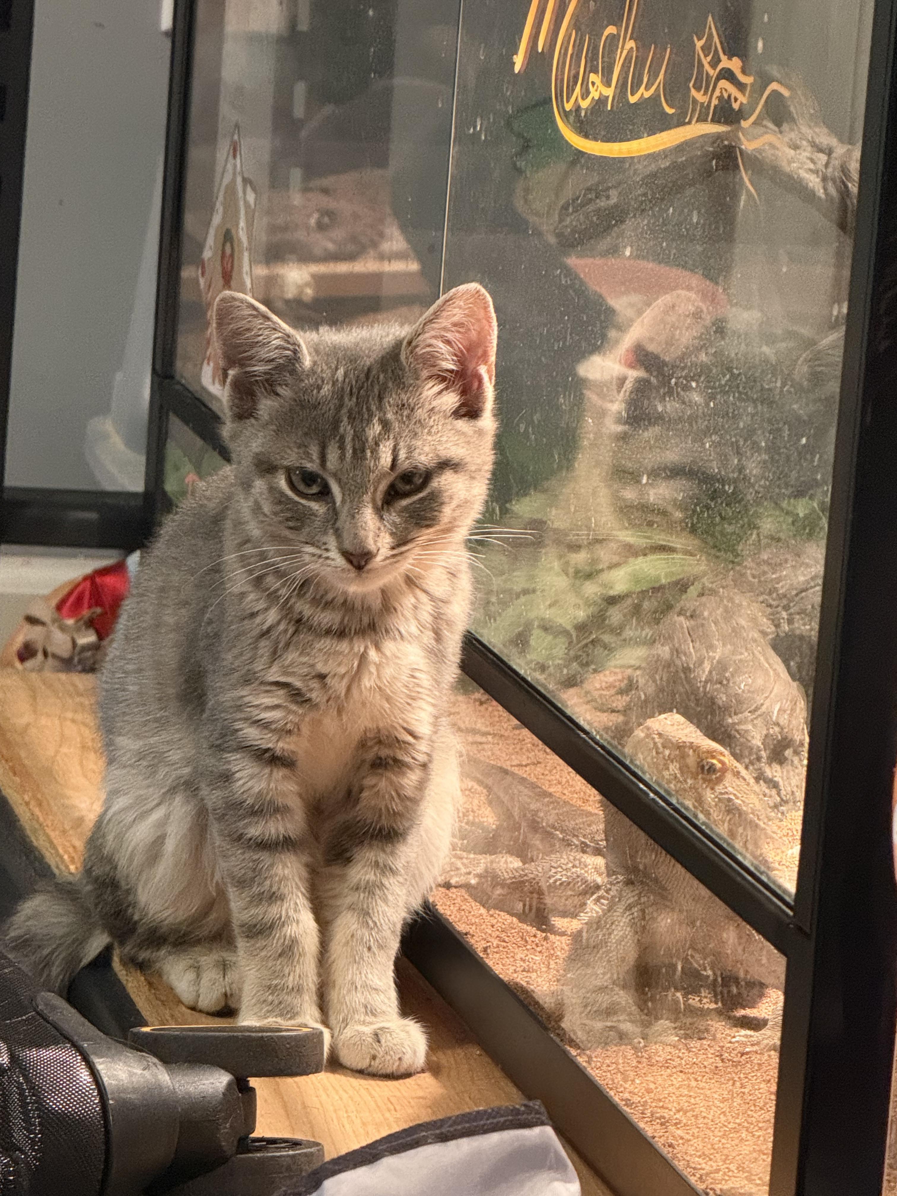 Enlarge Bowser and Peach, a Adoptable Domestic Short Hair in New Britain, CT image 4/5