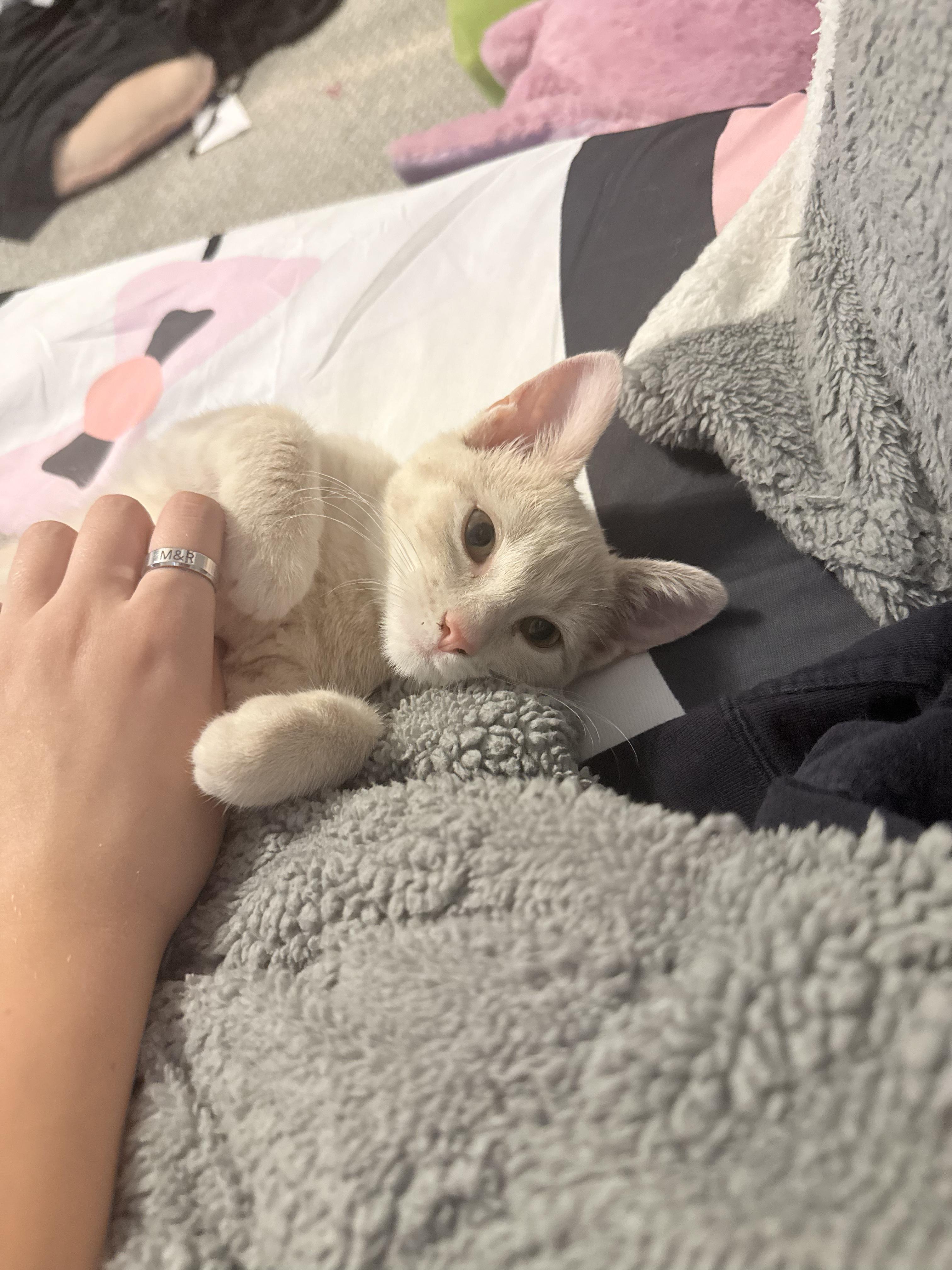 Enlarge Bowser and Peach, a Adoptable Domestic Short Hair in New Britain, CT image 2/5