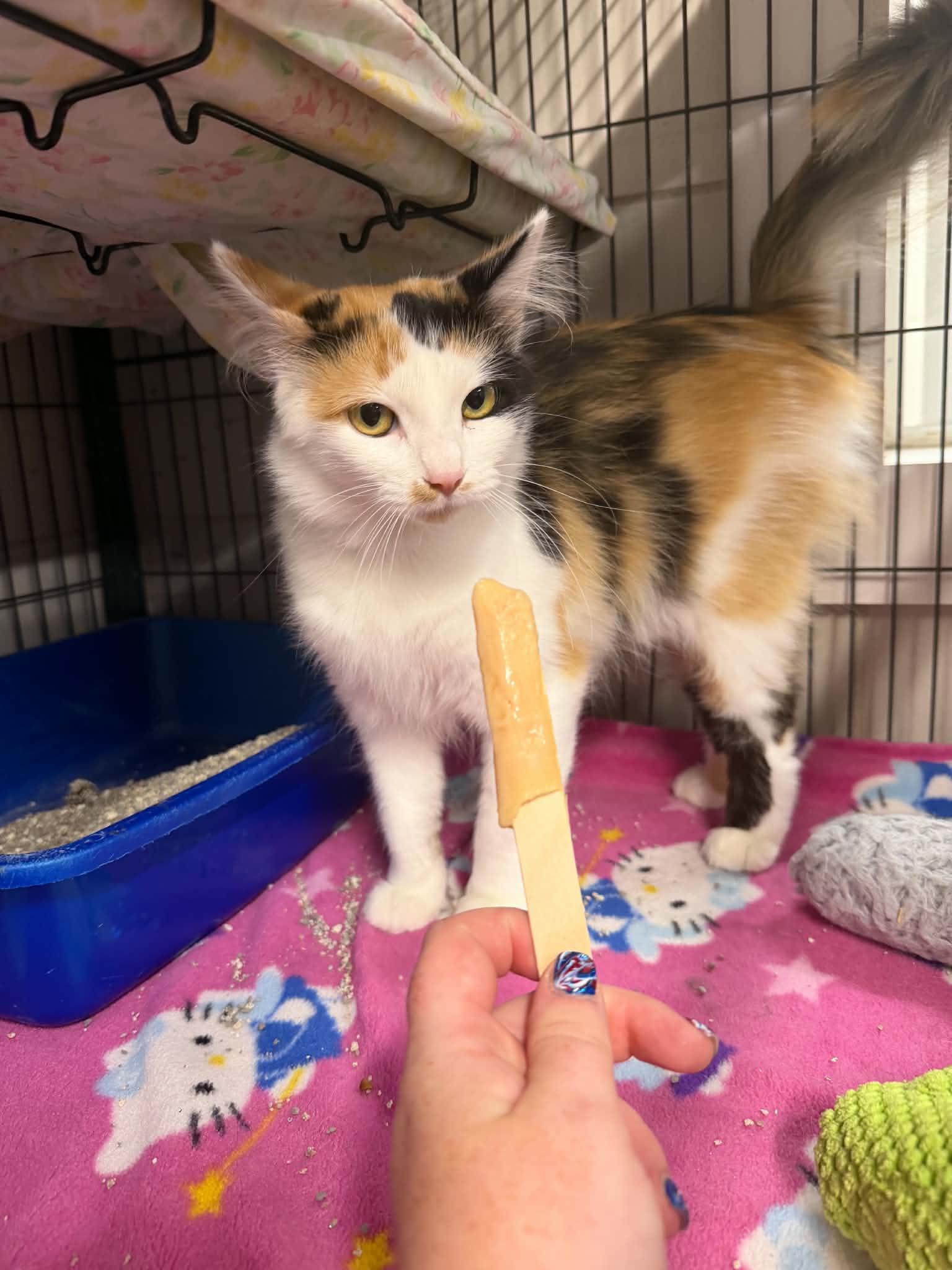 Aurora, Adopted, Adult Female Domestic Medium Hair.