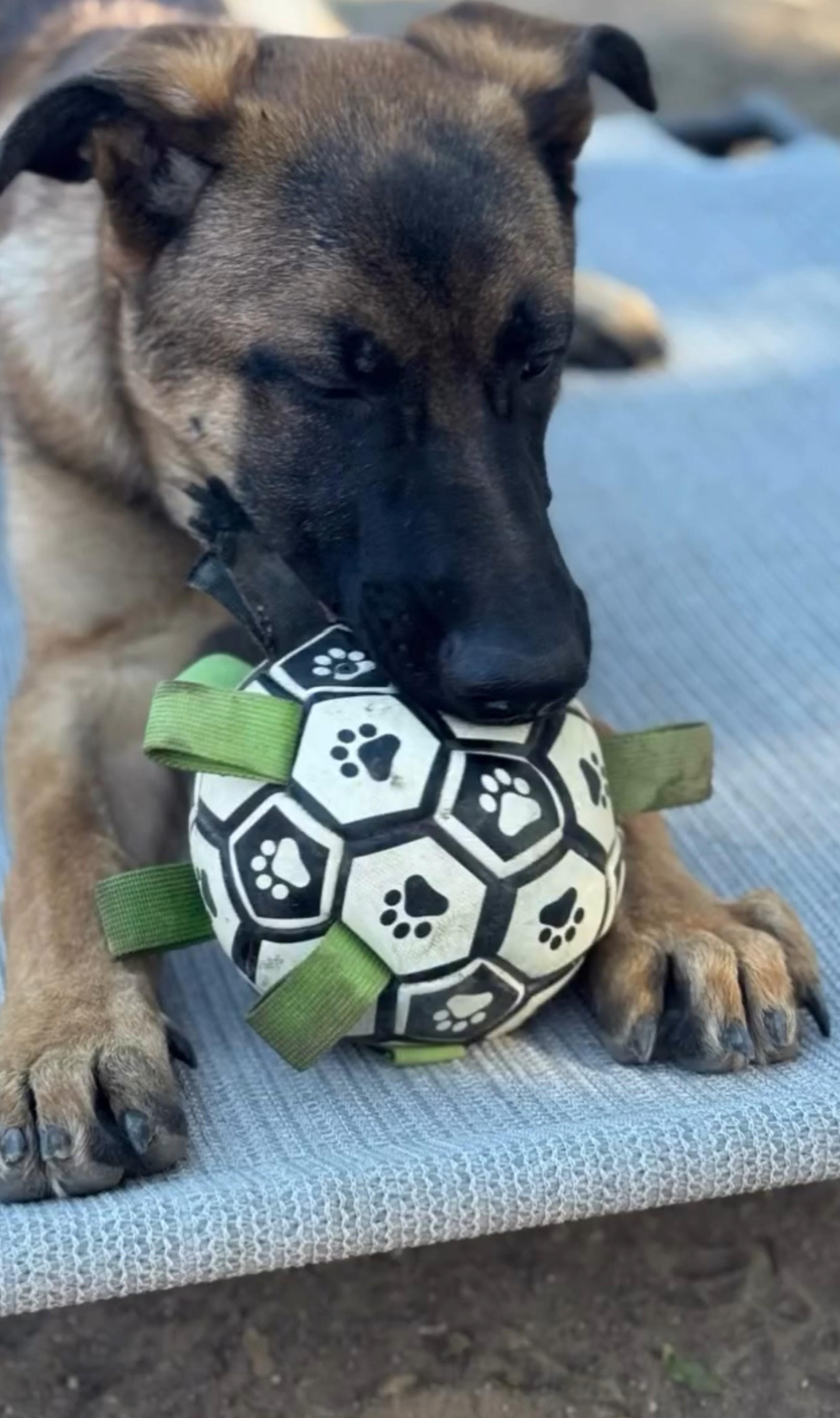 Enlarge Rooster, a Adoptable Belgian Shepherd / Malinois in San Diego, CA image 1/1