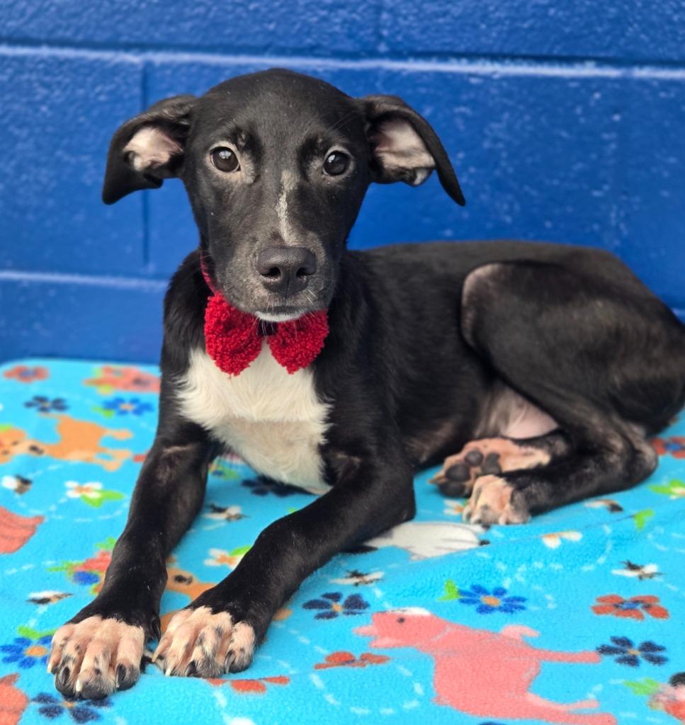 Enlarge Logan (Big Time Rush x4), a Adoptable mixed breed in Hartsville, SC image 1/4