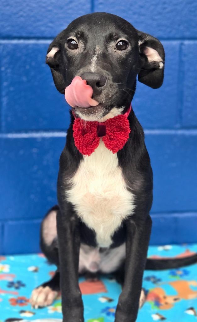 Enlarge Logan (Big Time Rush x4), a Adoptable mixed breed in Hartsville, SC image 2/4
