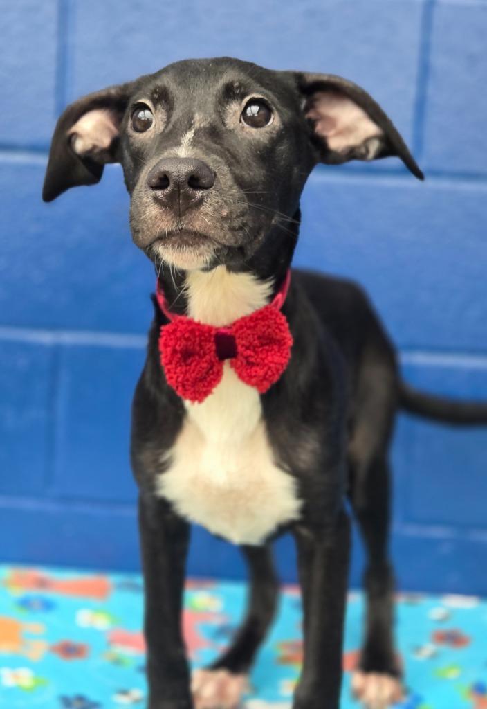 Enlarge Logan (Big Time Rush x4), a Adoptable mixed breed in Hartsville, SC image 3/4