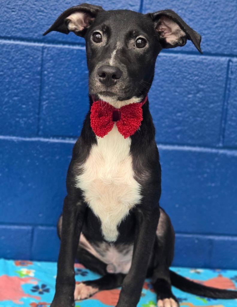 Enlarge Logan (Big Time Rush x4), a Adoptable mixed breed in Hartsville, SC image 4/4