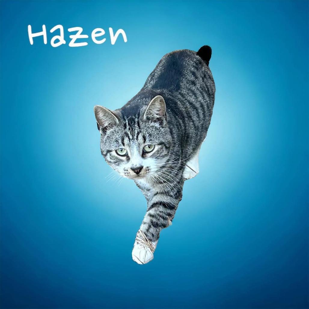 Enlarge Hazen, a Adoptable American Shorthair in Nashville, GA image 1/2