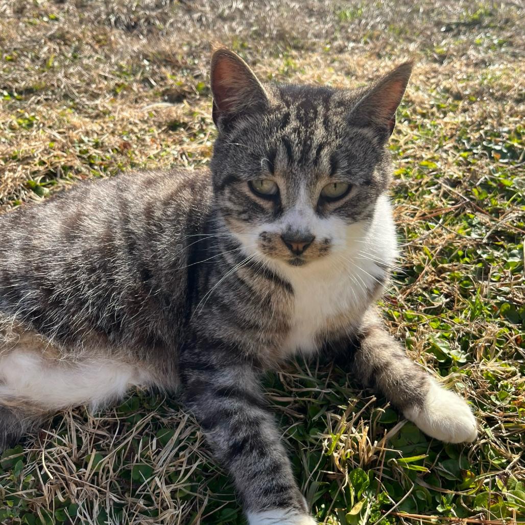 Enlarge Hazen, a Adoptable American Shorthair in Nashville, GA image 2/2