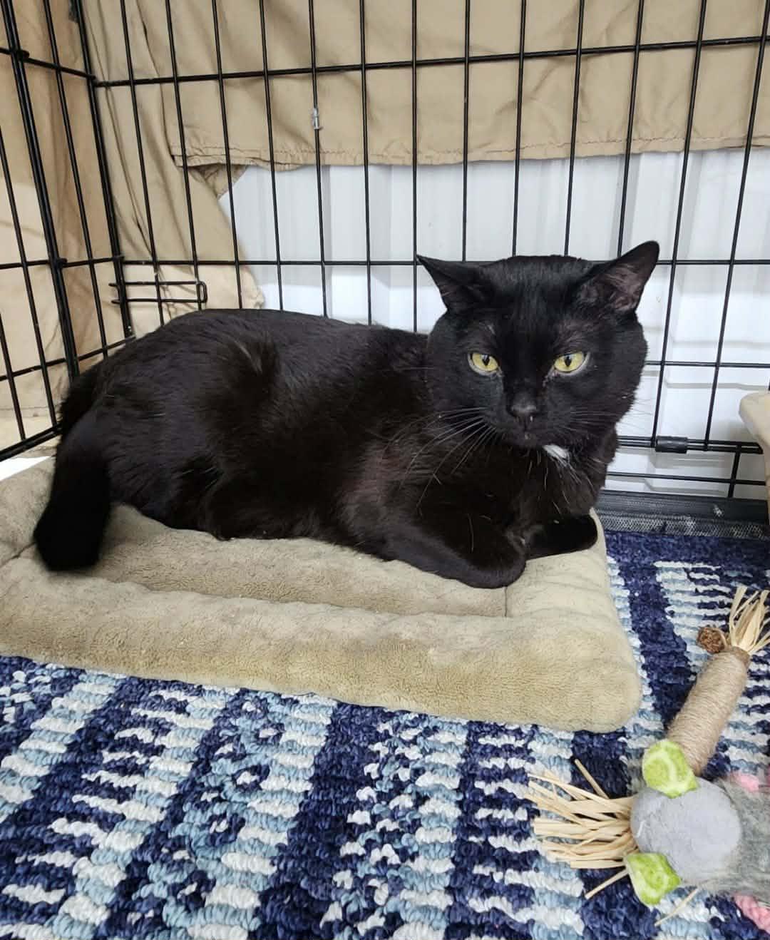 Binx, Adoptable, Adult Male Domestic Short Hair.