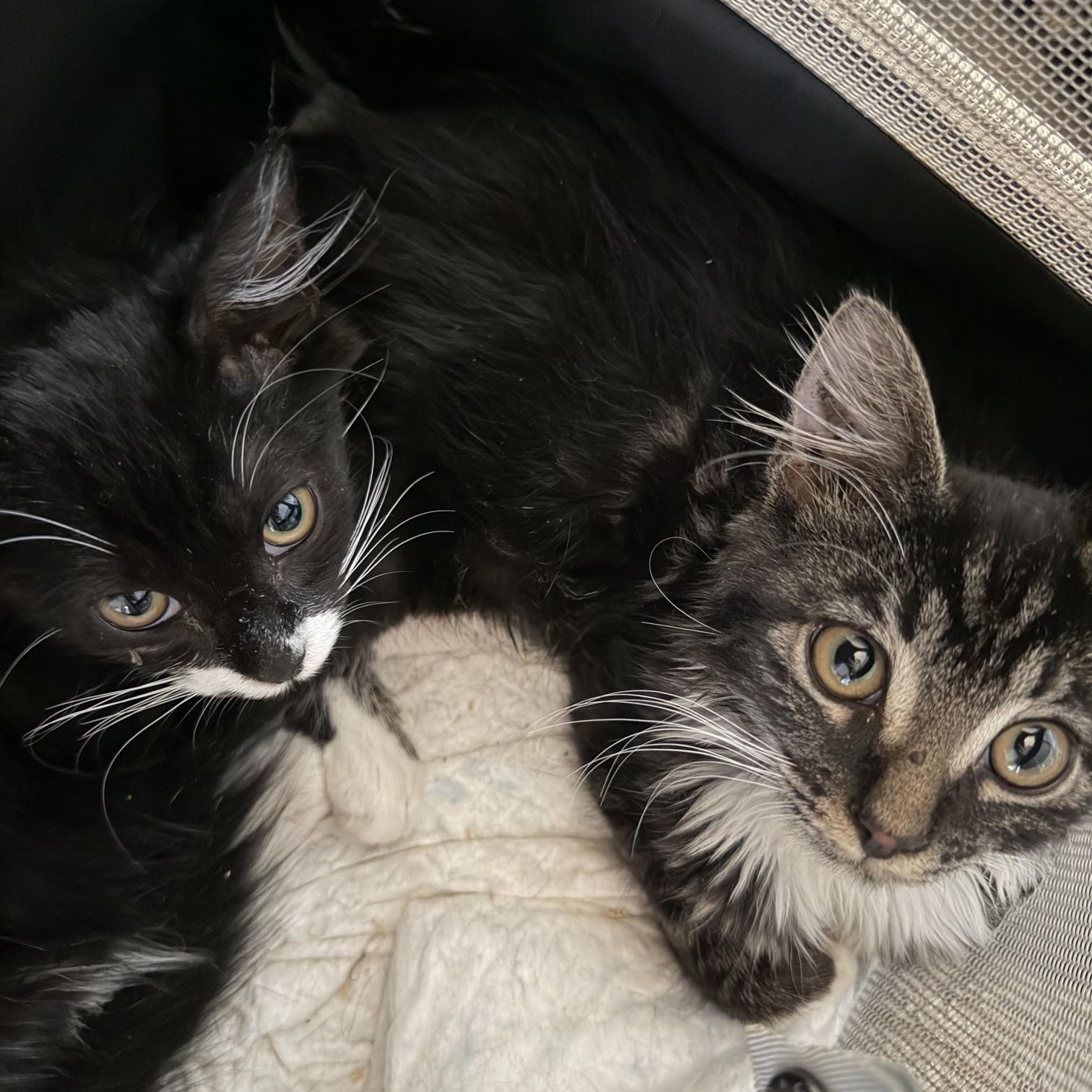Enlarge Turtle & Sundae, a Adoptable mixed breed in Hyattsville, MD image 3/6