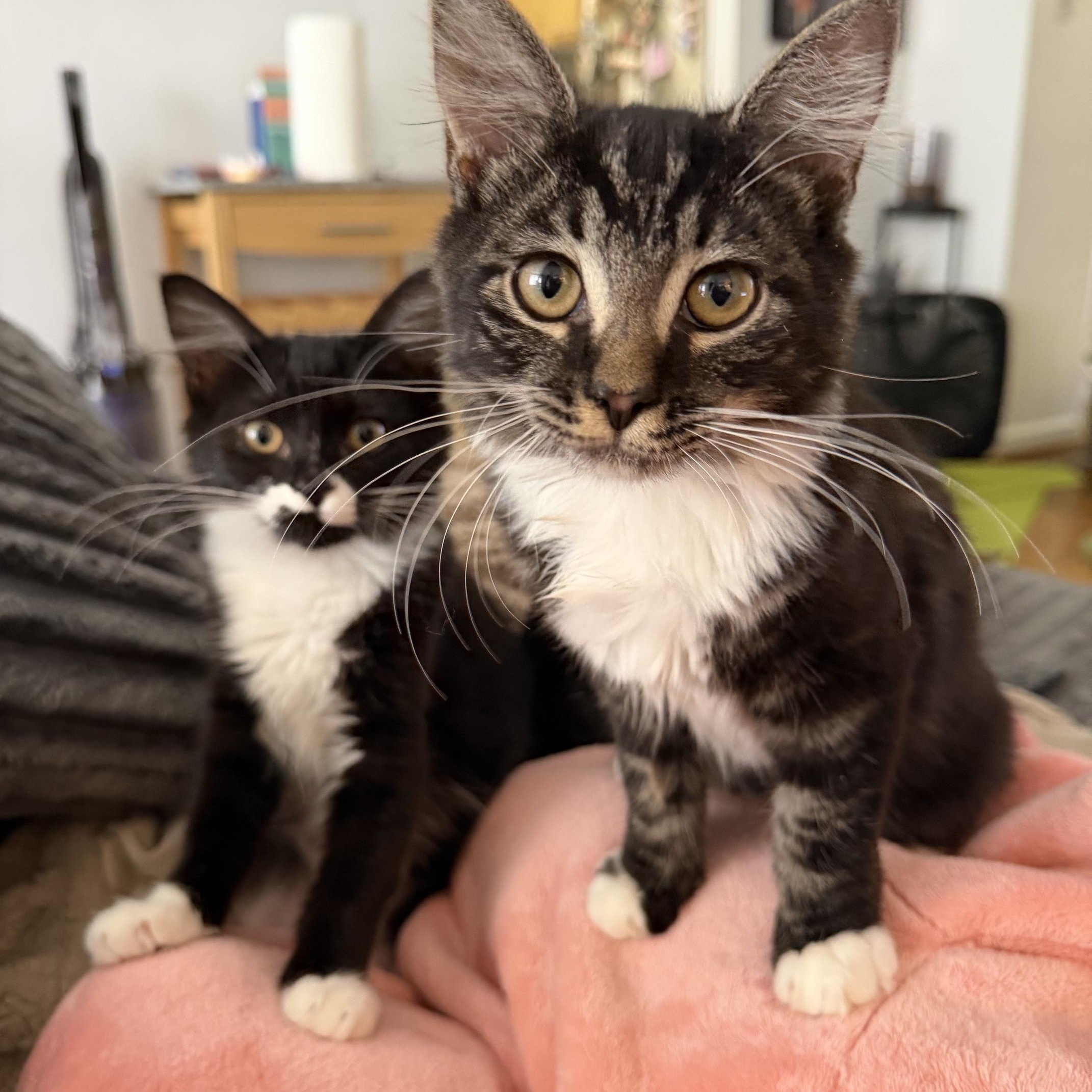 Turtle & Sundae, Adoptable, Kitten Female Domestic Medium Hair & Maine Coon.