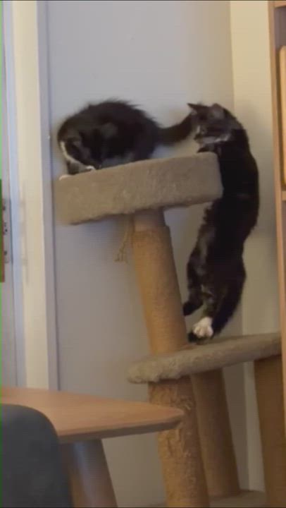 Enlarge Turtle & Sundae, a Adoptable mixed breed in Hyattsville, MD video 2/6