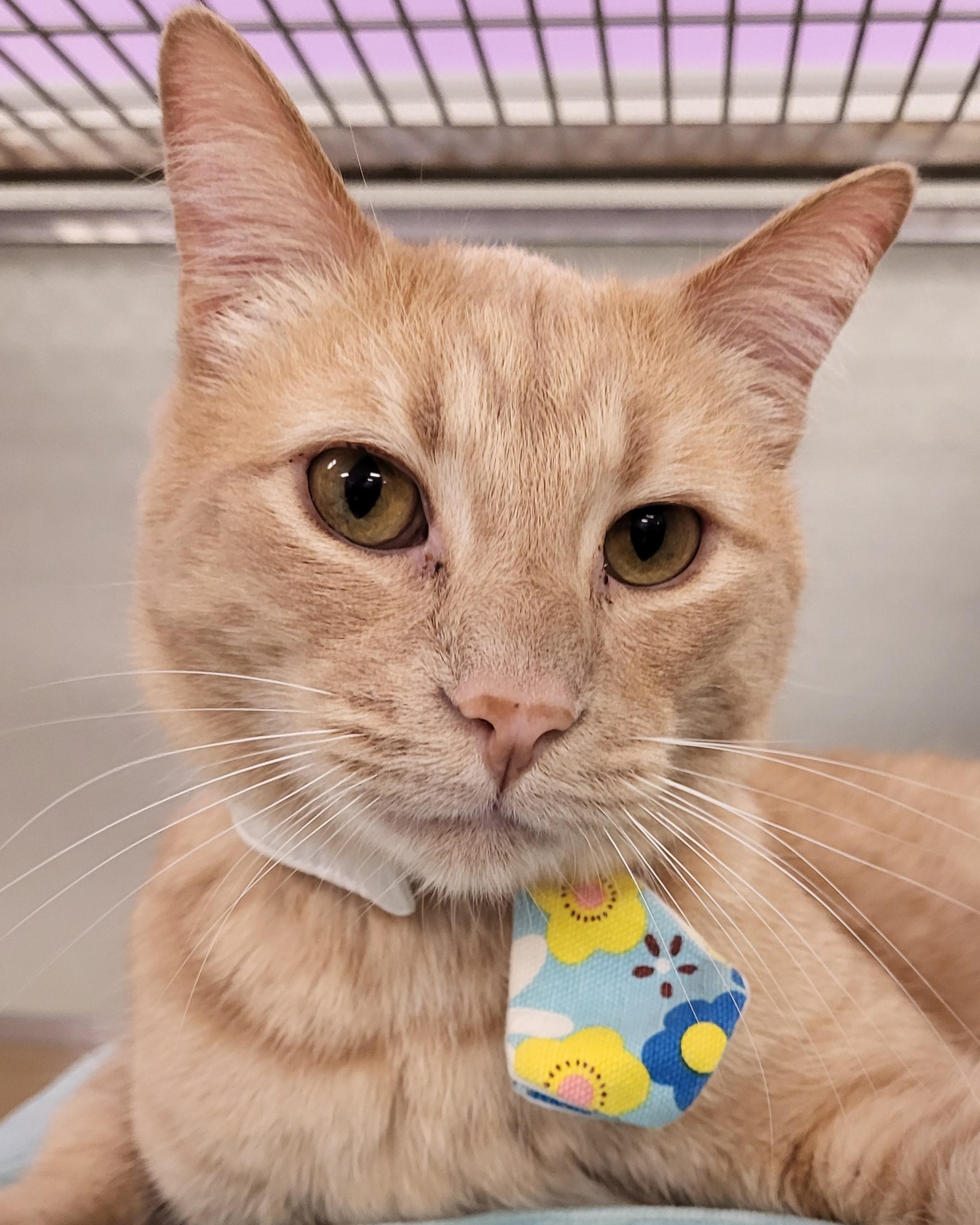 Quaid, Adoptable, Adult Male Domestic Short Hair.