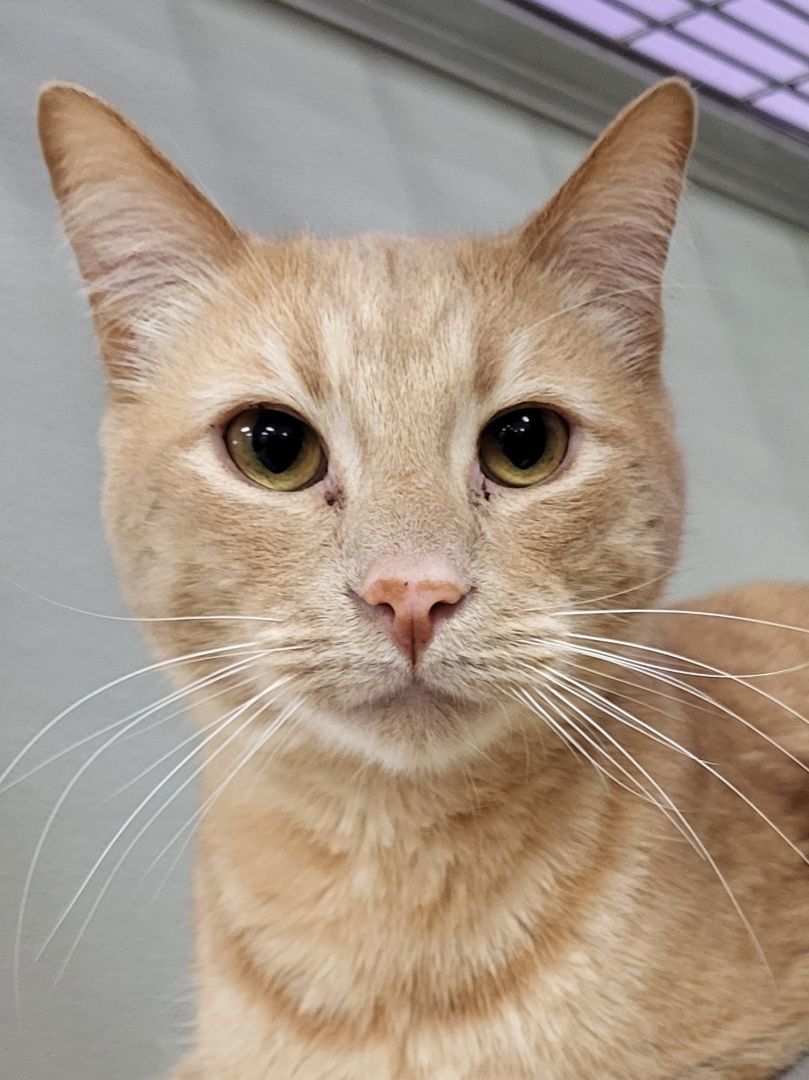 Quaid, a Adoptable Domestic Short Hair image 2/3