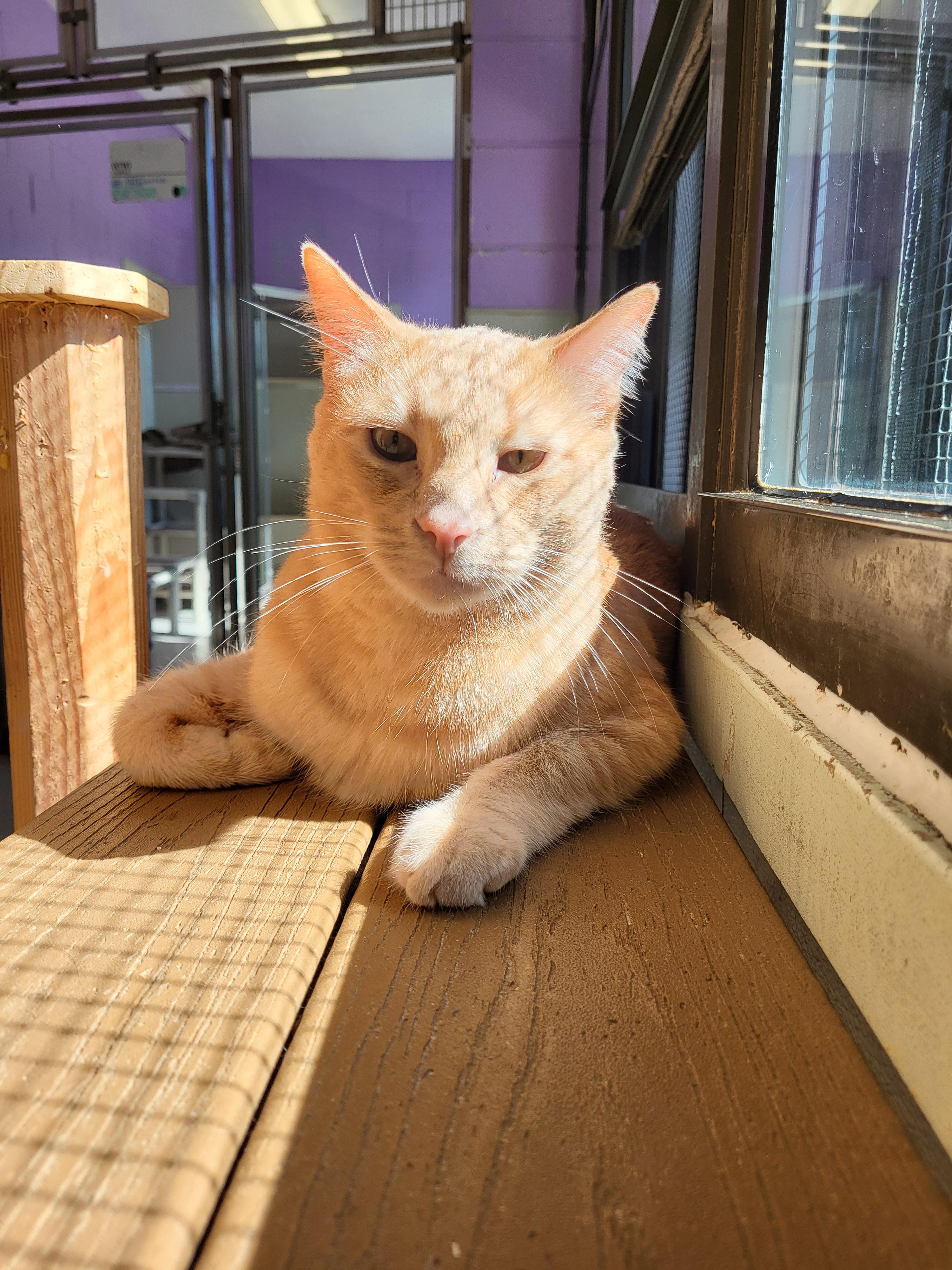 Quaid, a Adoptable Domestic Short Hair image 3/3