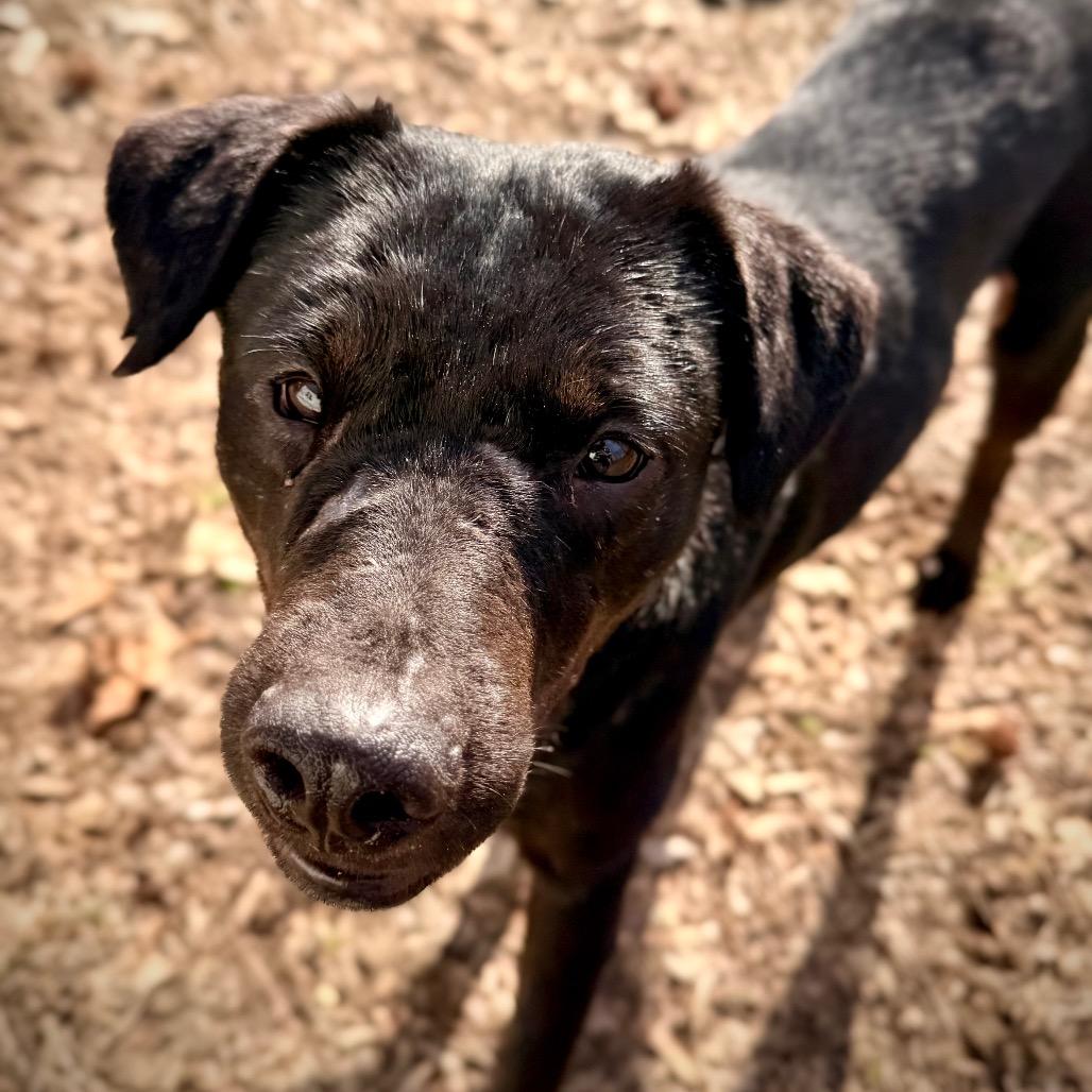Enlarge Tony, a Adoptable Mixed Breed in Chepachet, RI image 5/6