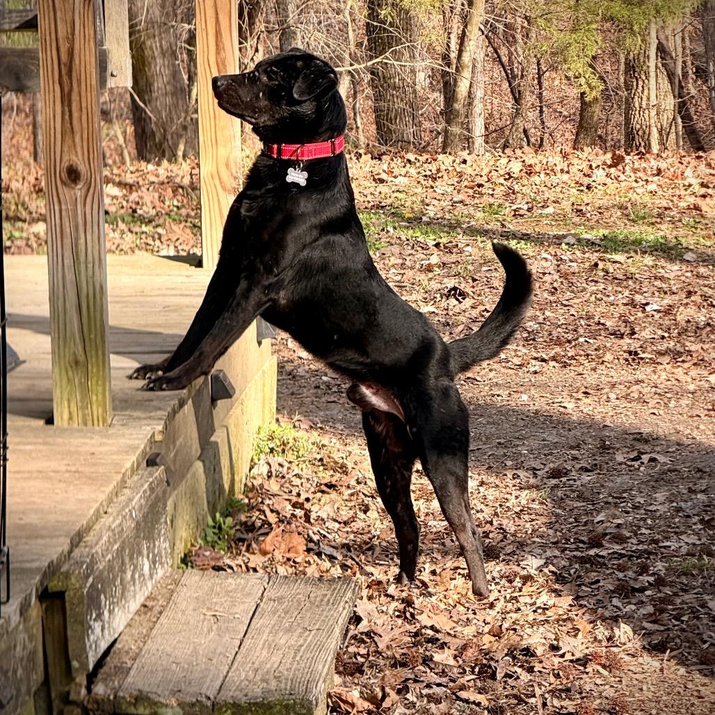 Enlarge Tony, a Adoptable Mixed Breed in Chepachet, RI image 2/6