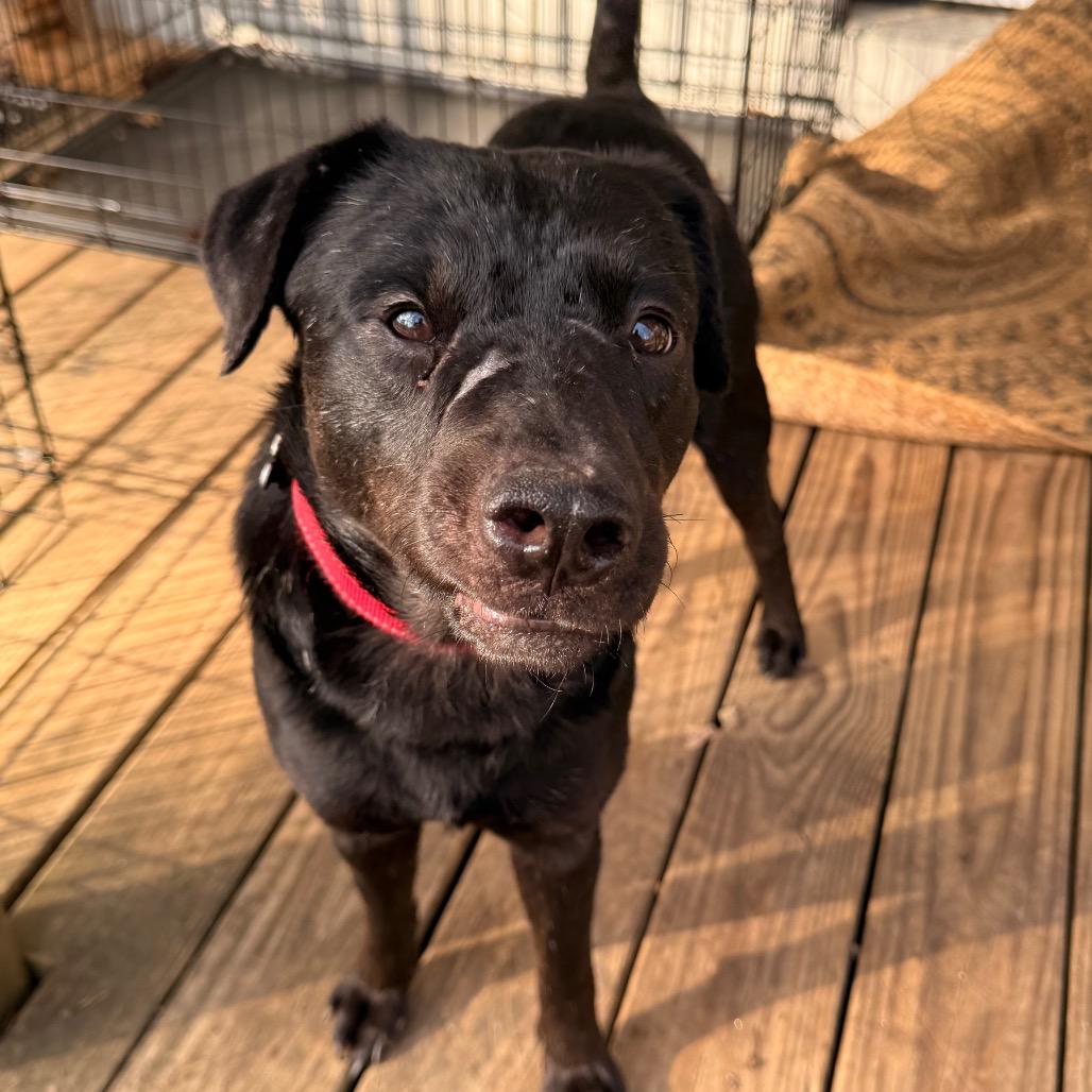 Enlarge Tony, a Adoptable Mixed Breed in Chepachet, RI image 3/6