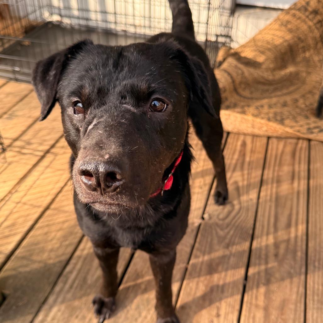Enlarge Tony, a Adoptable Mixed Breed in Chepachet, RI image 6/6