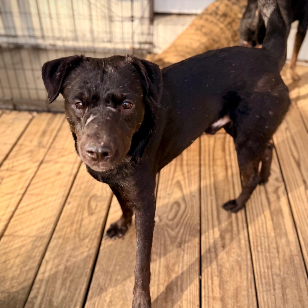 Enlarge Tony, a Adoptable Mixed Breed in Chepachet, RI image 1/6