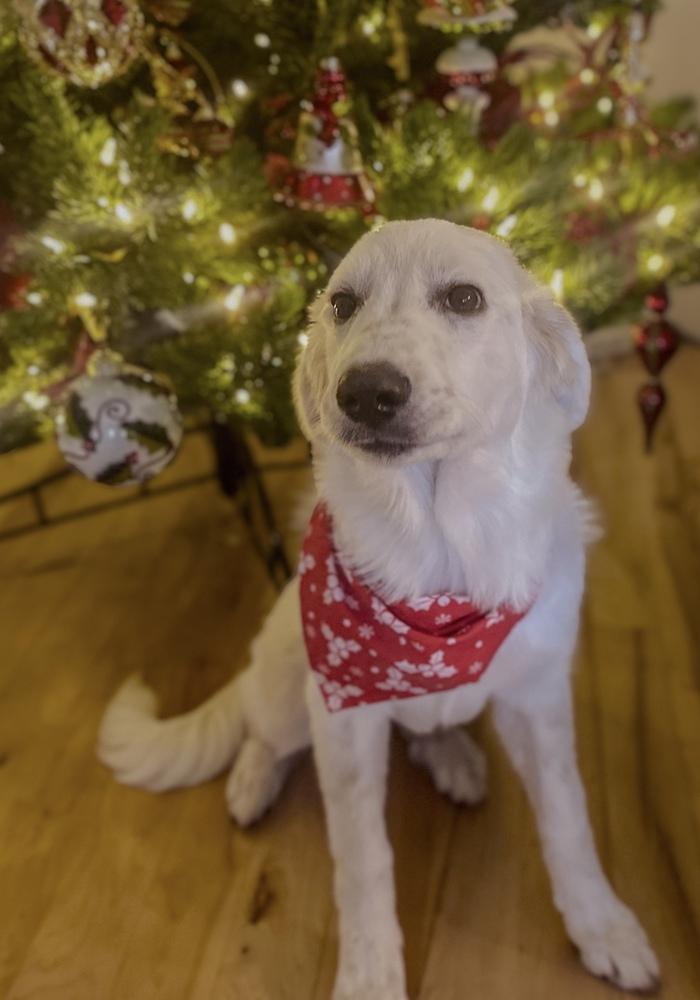 Enlarge Molly, a Adopted mixed breed in TULSA, OK image 1/3