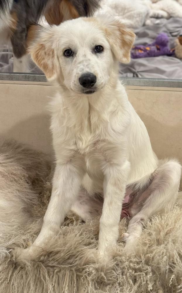 Enlarge Molly, a Adopted mixed breed in TULSA, OK image 2/3