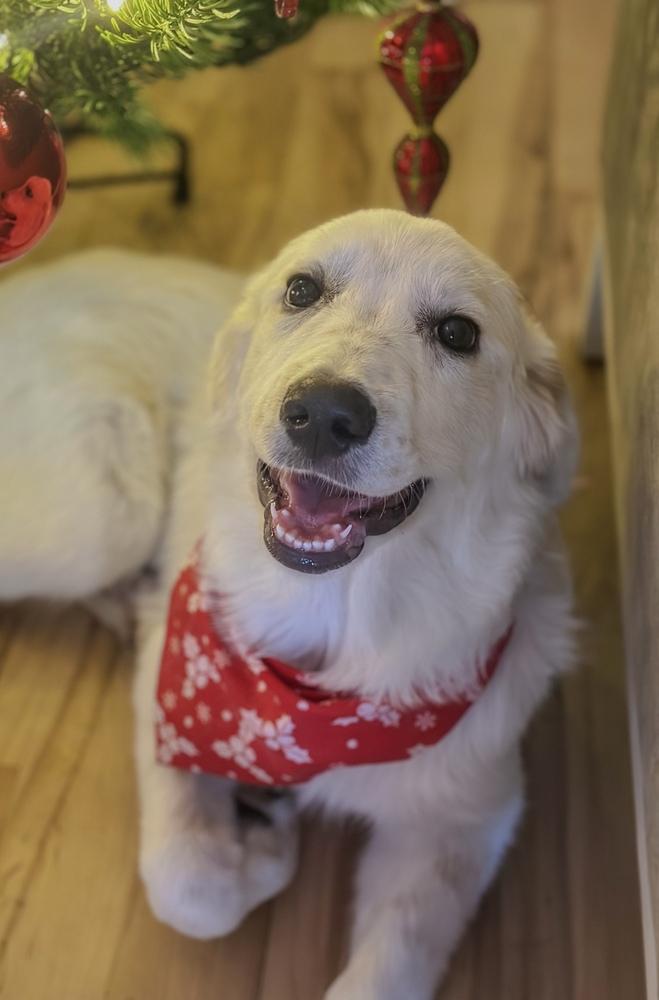 Enlarge Molly, a Adopted mixed breed in TULSA, OK image 3/3