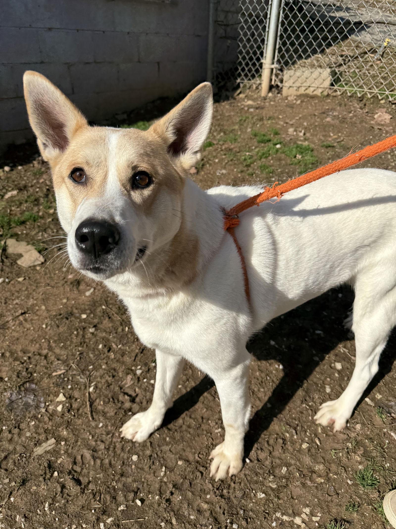 Enlarge Sophie, a Adoptable Husky in New Martinsville, WV image 1/3