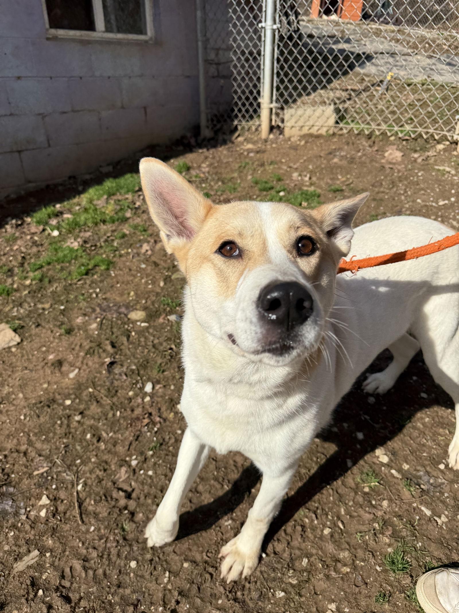 Enlarge Sophie, a Adoptable Husky in New Martinsville, WV image 2/3