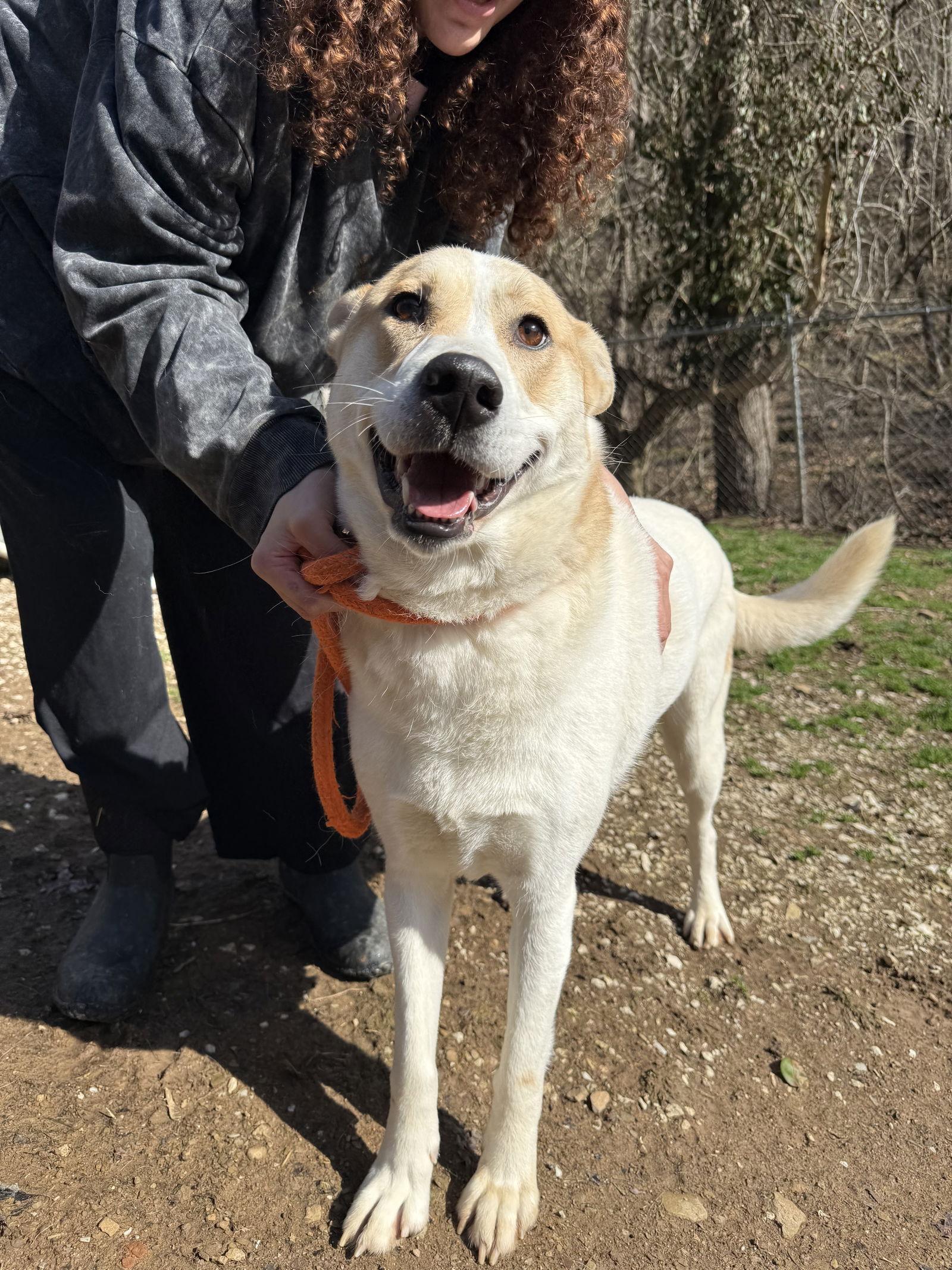 Enlarge Sophie, a Adoptable Husky in New Martinsville, WV image 3/3