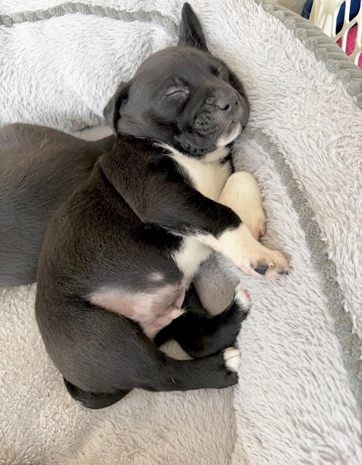 Dale Earnhardt thumbnail 6