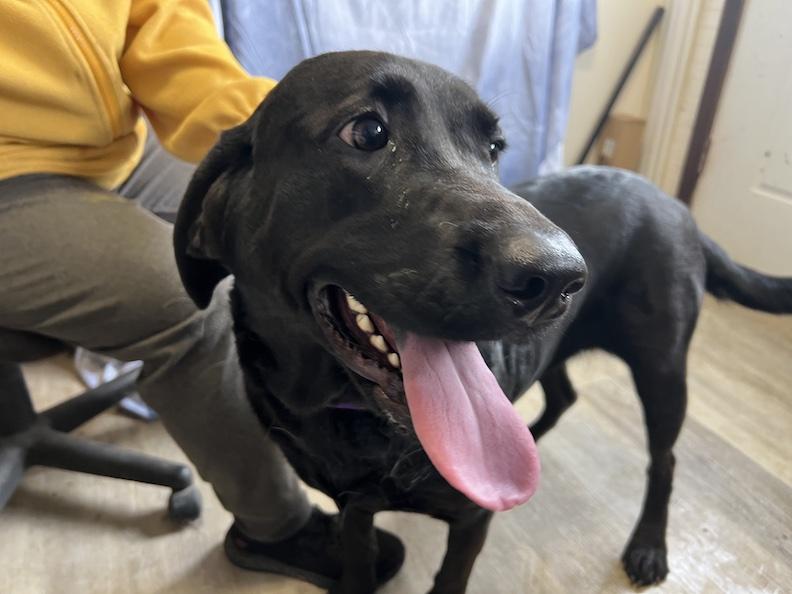 Ruby-Not Accepting Applications Yet!!!, Adoptable, Adult Female Black Labrador Retriever.