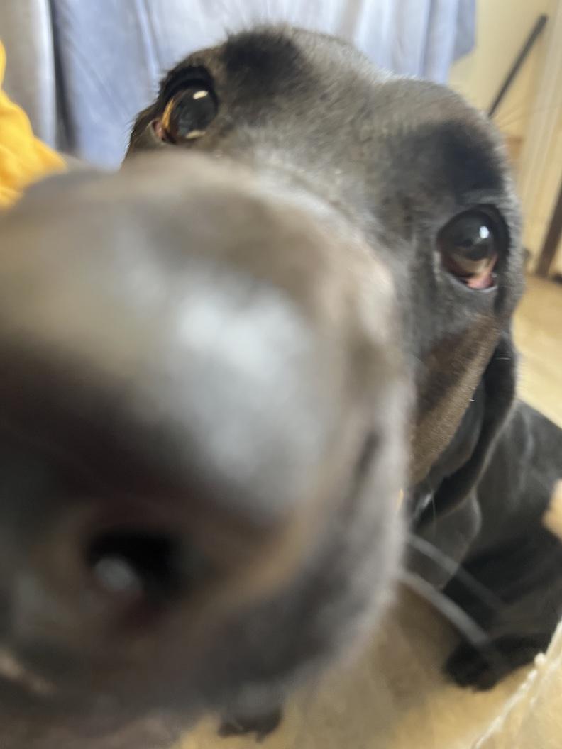 Ruby-Not Accepting Applications Yet!!!, a Adoptable Black Labrador Retriever in Medina, OH image 2/6