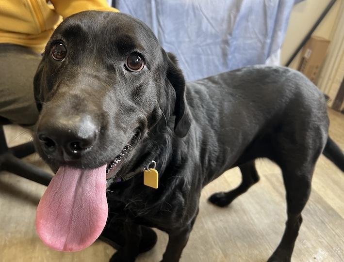 Ruby-Not Accepting Applications Yet!!!, a Adoptable Black Labrador Retriever in Medina, OH image 3/6