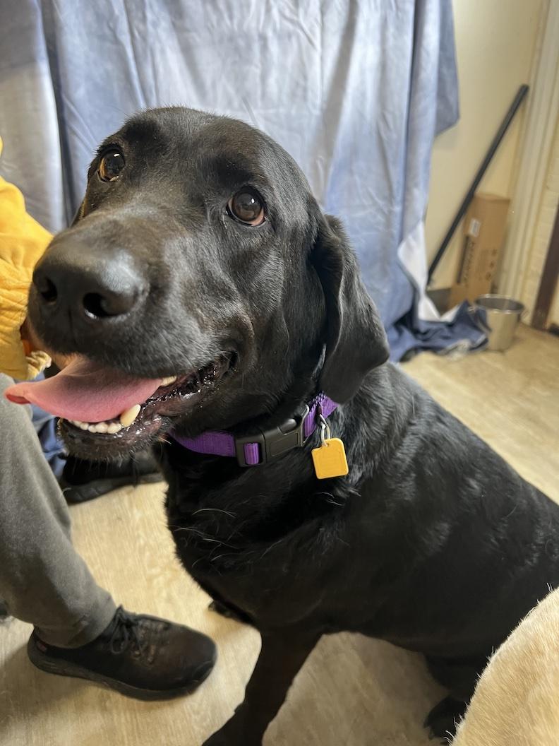 Ruby-Not Accepting Applications Yet!!!, a Adoptable Black Labrador Retriever in Medina, OH image 4/6