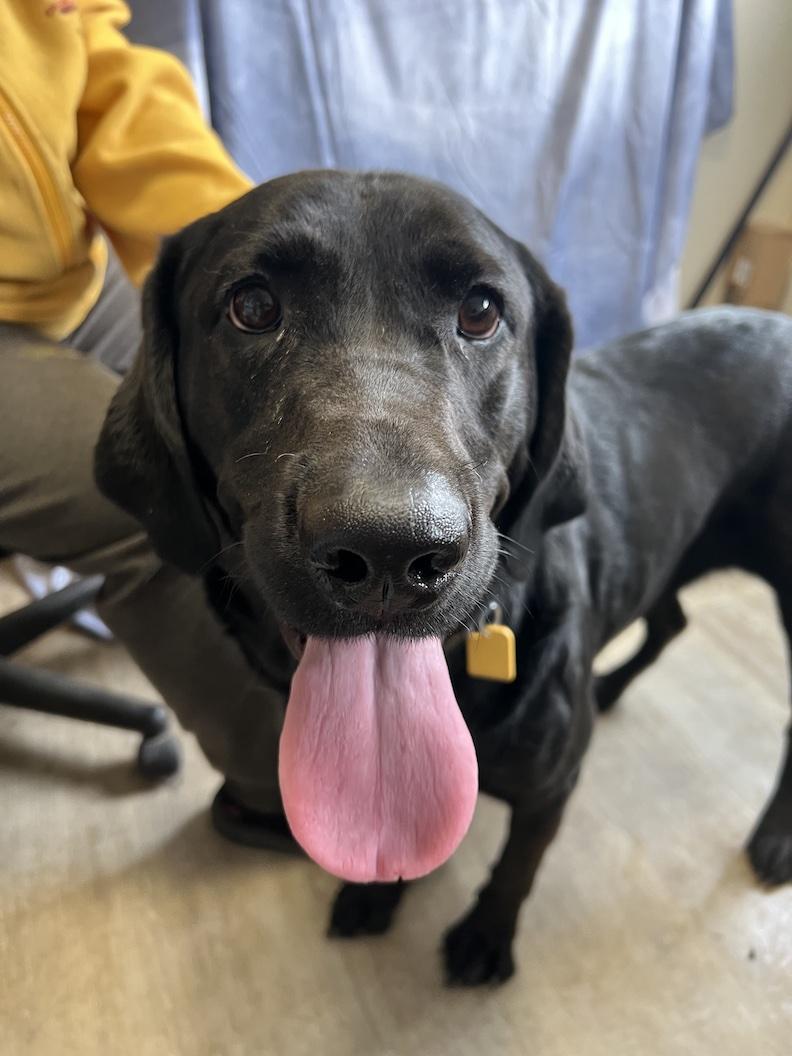 Ruby-Not Accepting Applications Yet!!!, a Adoptable Black Labrador Retriever in Medina, OH image 5/6