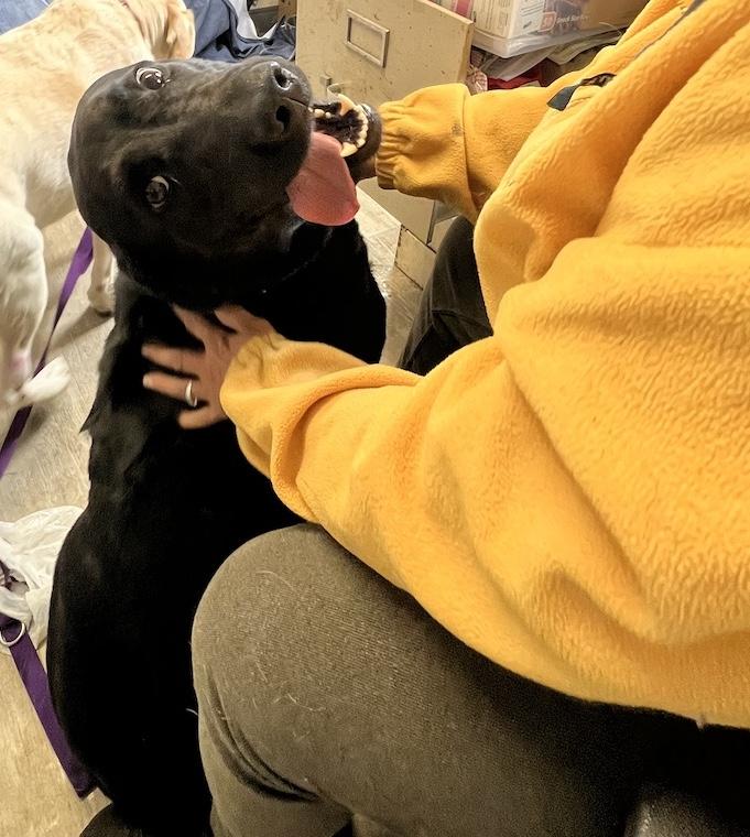 Ruby-Not Accepting Applications Yet!!!, a Adoptable Black Labrador Retriever in Medina, OH image 6/6