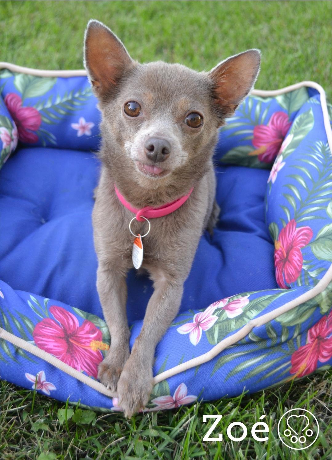 Zoe, a ADOPTABLE Chihuahua in Anjou, QC image 2/2