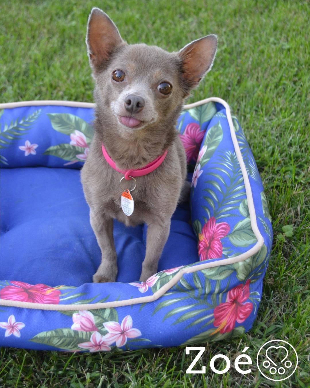 Zoe, a ADOPTABLE Chihuahua in Anjou, QC image 1/2