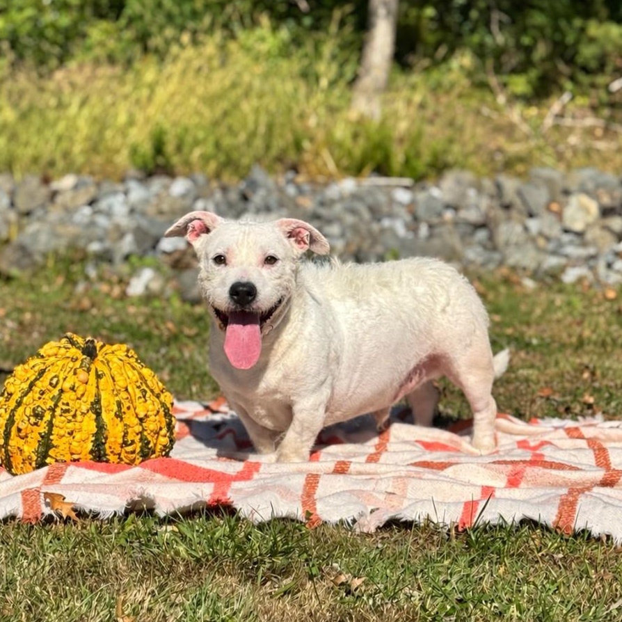 Cane, Adoptable, Adult Male Pit Bull Terrier.