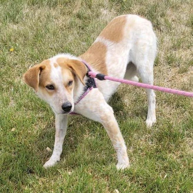 Sadie, a Adoptable Cattle Dog in Ada, MN image 1/3